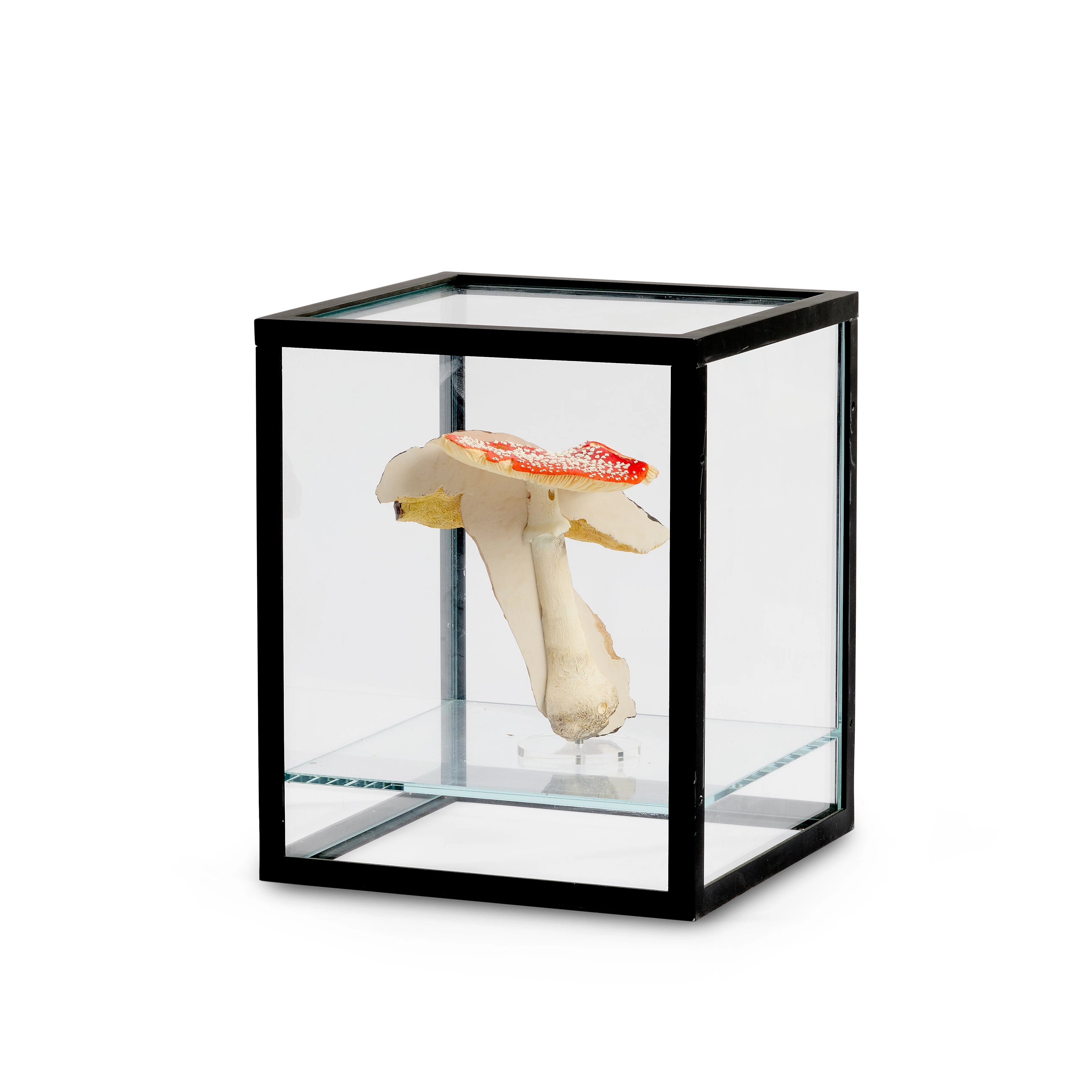 Carsten HÖLLER Allemand - Né en 1961 Doppelpilzvitrine (Einfach) - 2009/2010