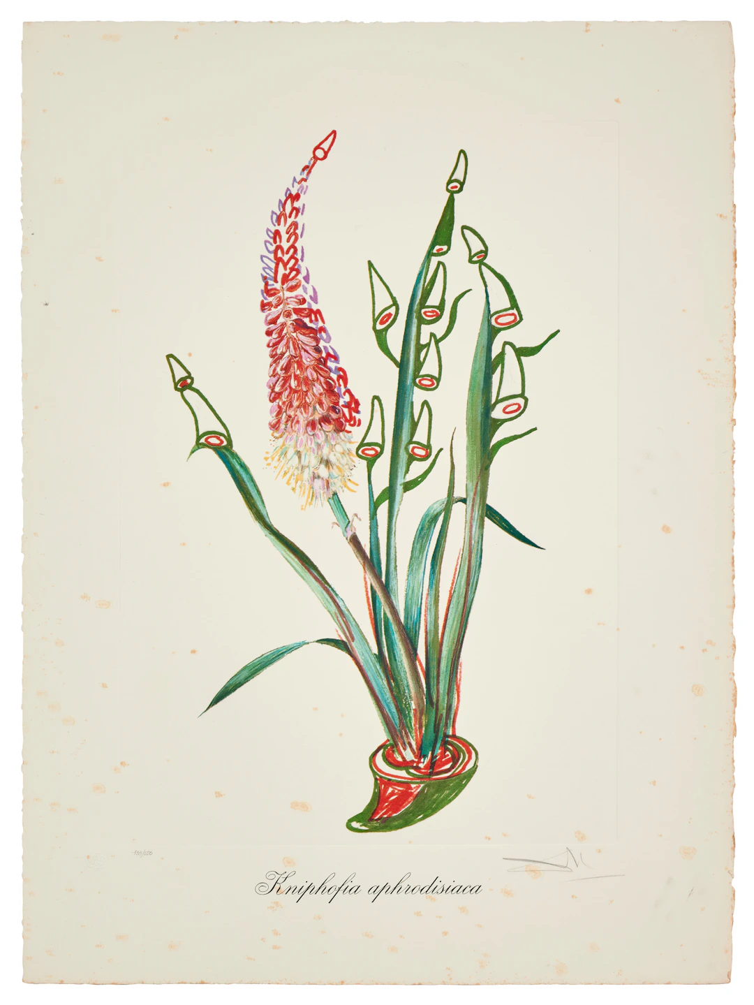 Salvador DALÍ 1904 - 1989 Kniphofia Aphrodisiaca - 1972