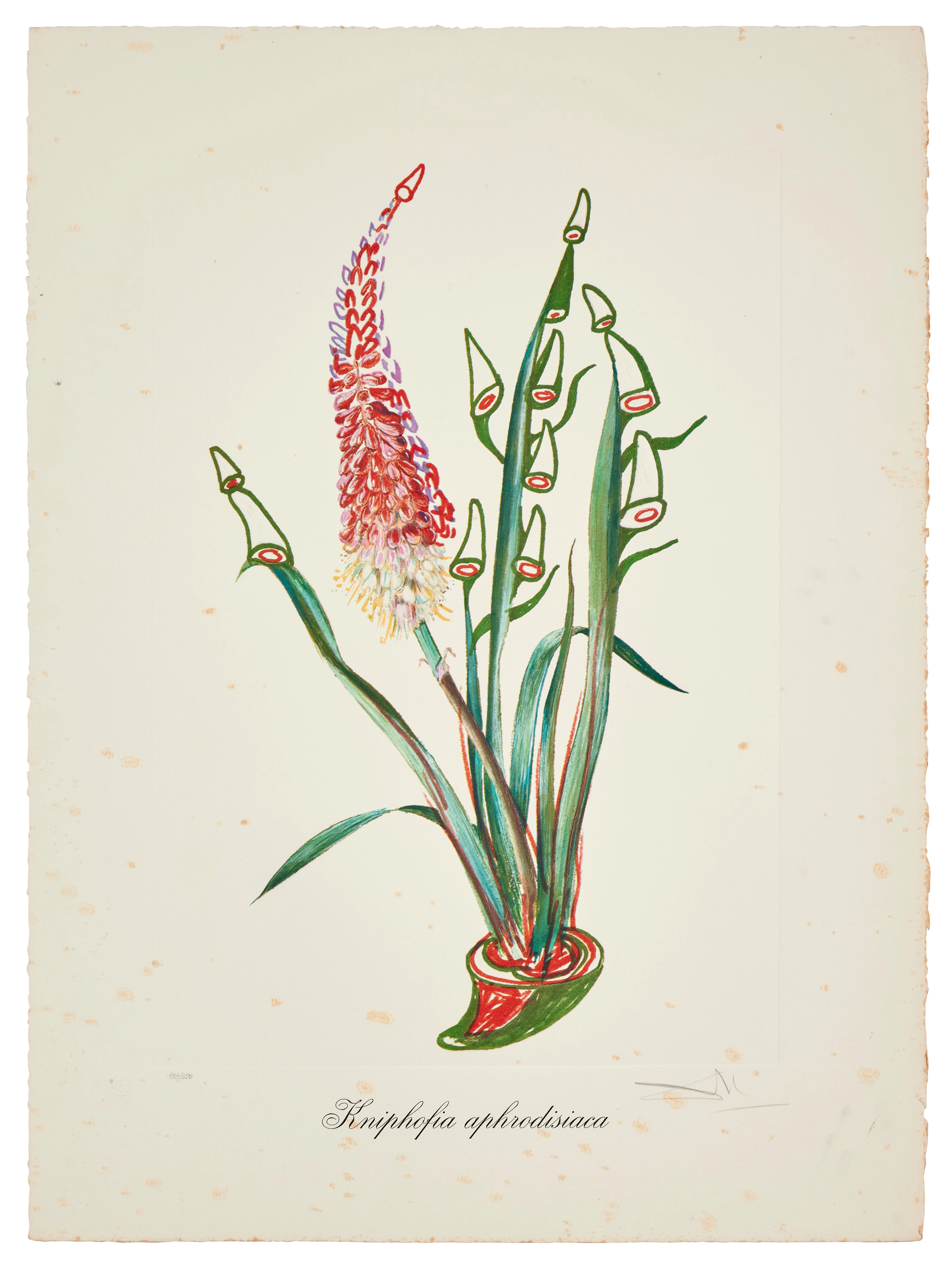 Salvador DALÍ 1904 - 1989 Kniphofia Aphrodisiaca - 1972