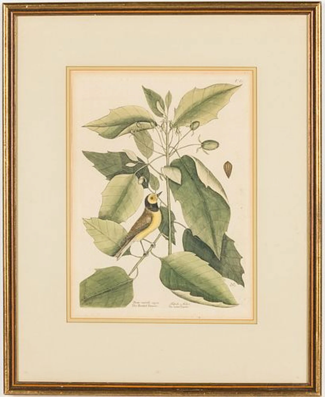 Mark Catesby (1683-1749), Hooded Titmouse