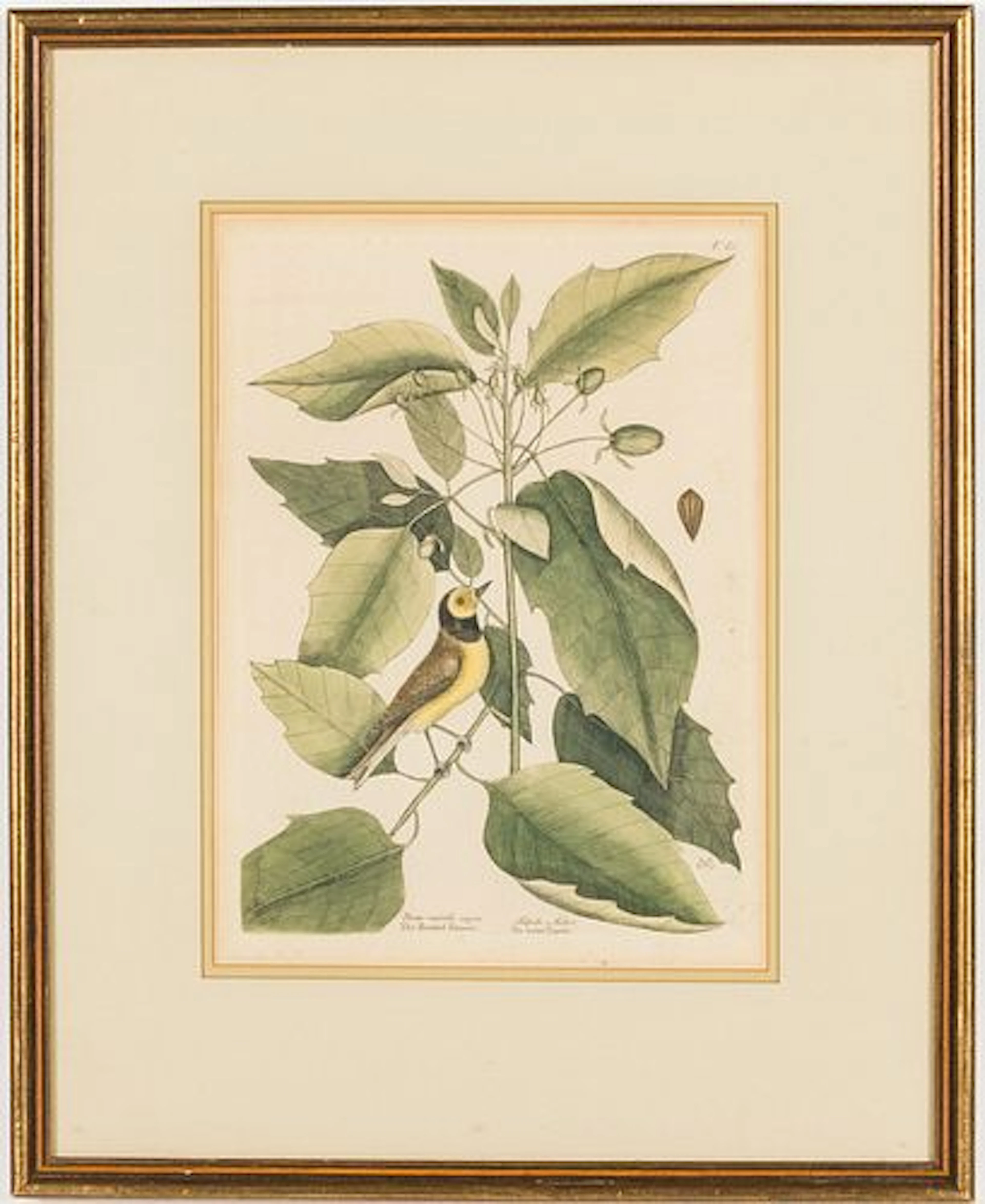 Mark Catesby (1683-1749), Hooded Titmouse