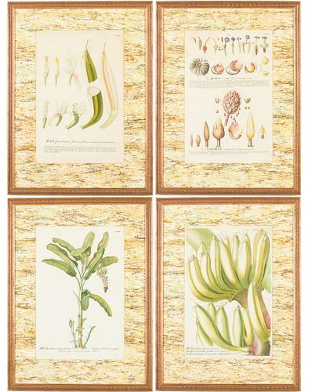 Four Botanical Hand Colored Engravings, c. 1820