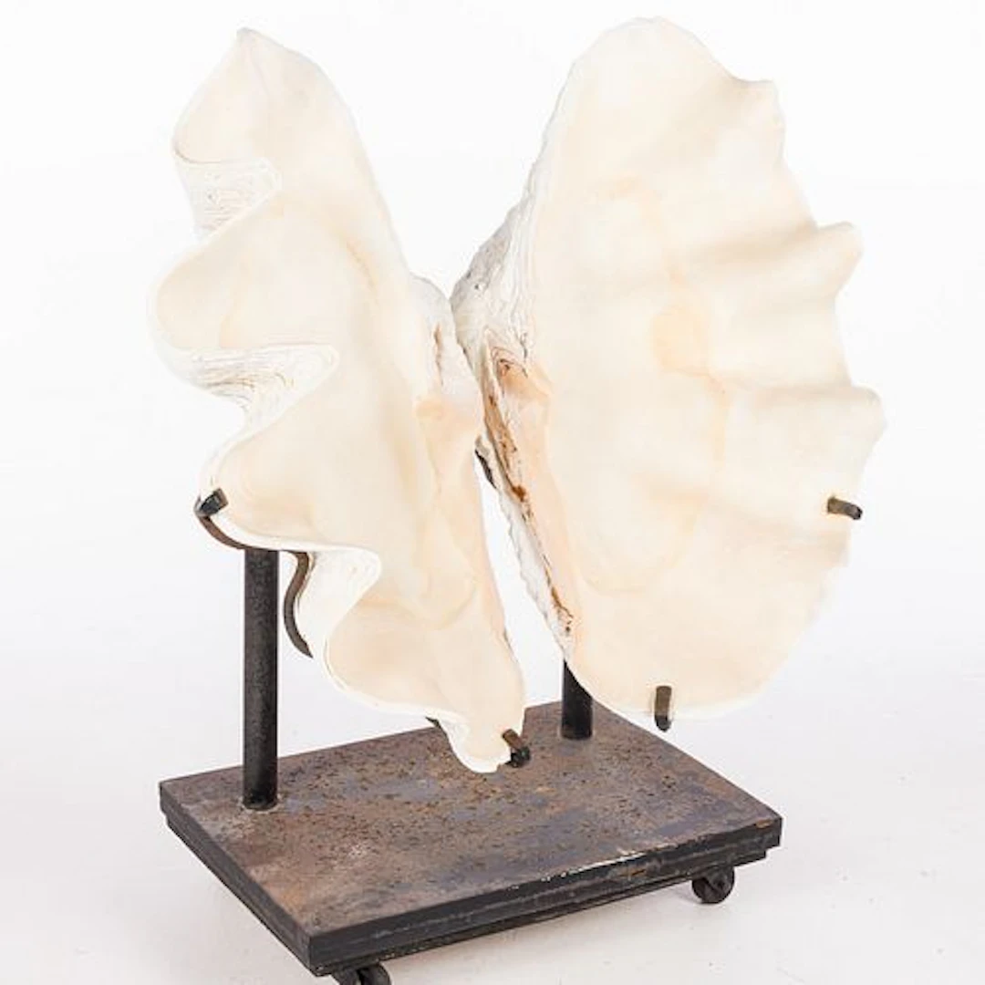 Monumental Mounted Clam Shell