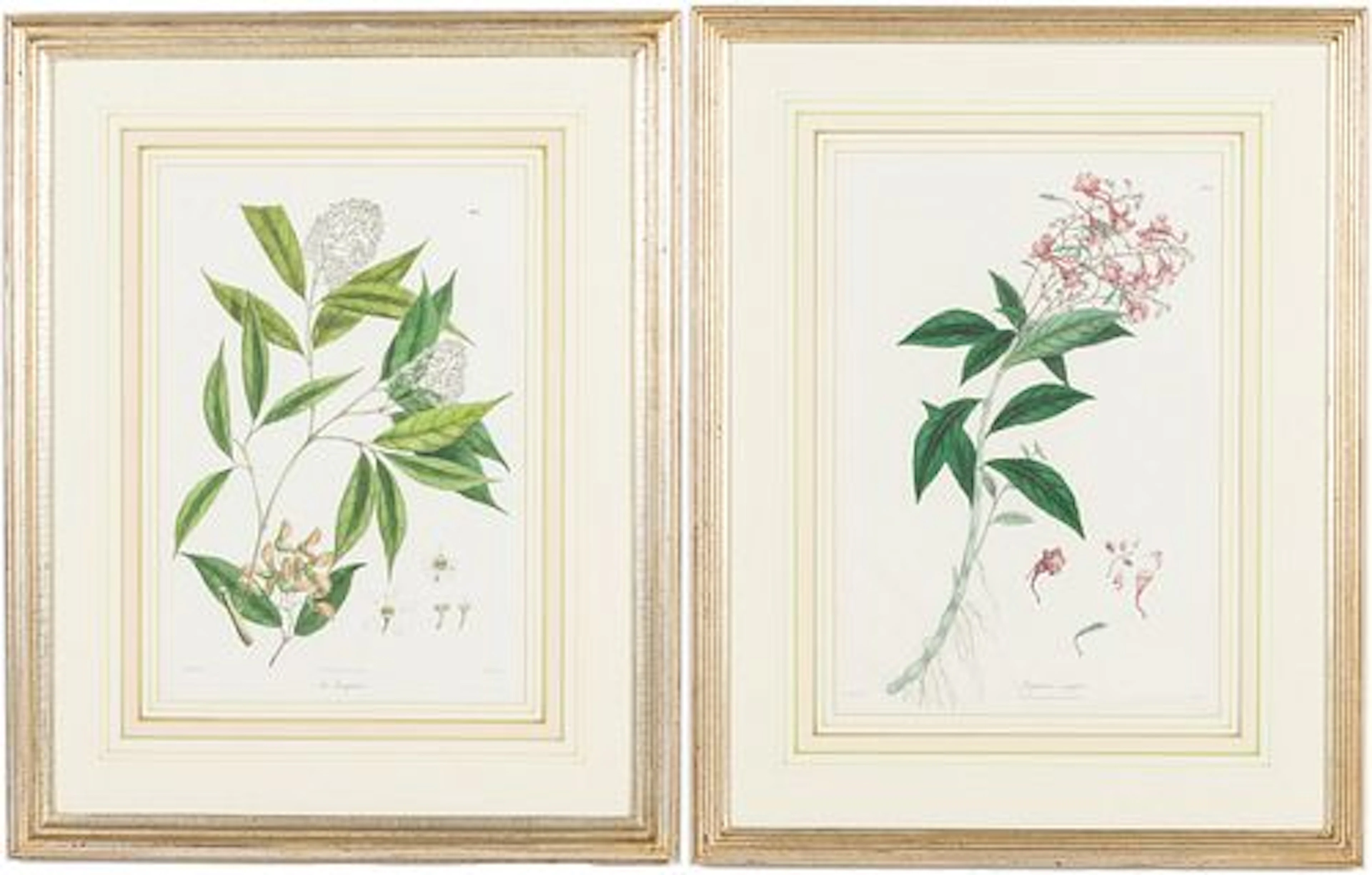 Pair of Hand Colored Botanical Engravings