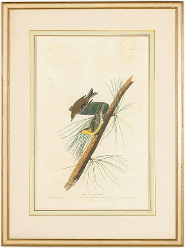 John James Audubon (1785-1851) Pine Creeping Warbler