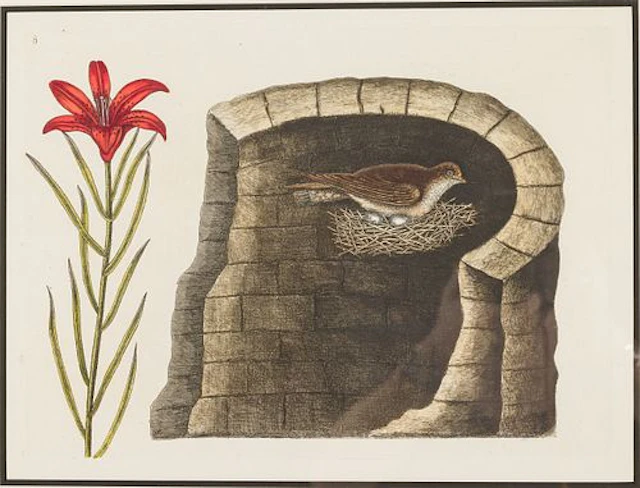 Mark Catesby (1683-1749), The American Swallow