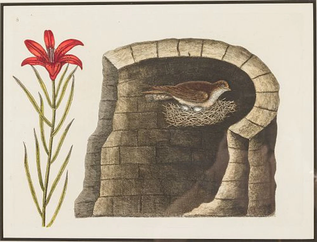 Mark Catesby (1683-1749), The American Swallow