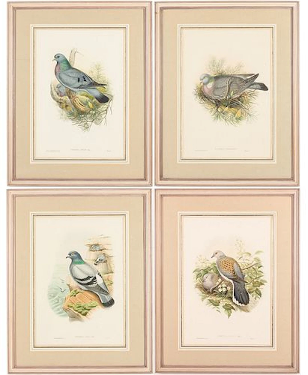 John Cloud & H.C. Richter, 4 Bird Engravings, 19th C