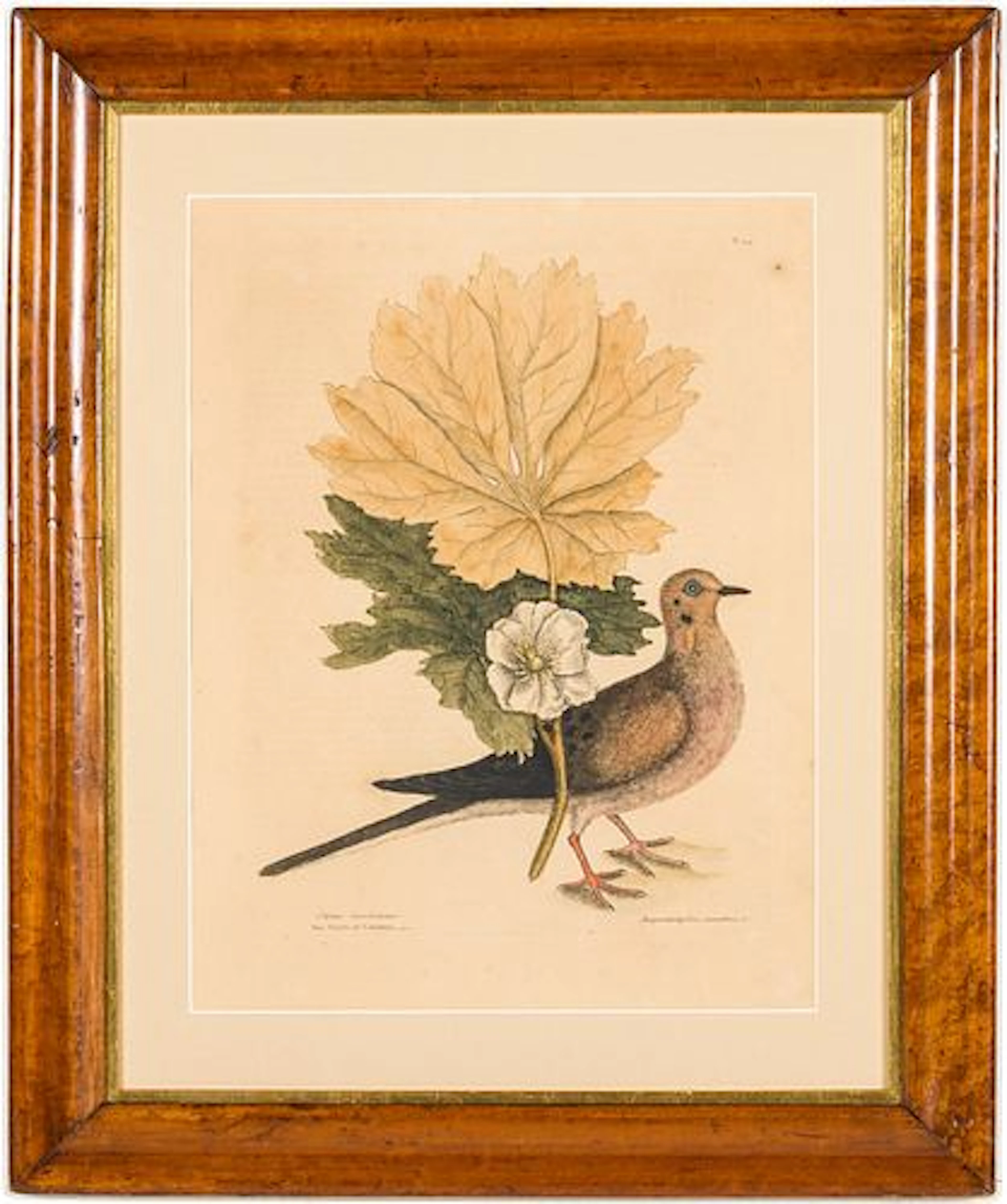 Mark Catesby (1683-1749), The Turtle of Carolina
