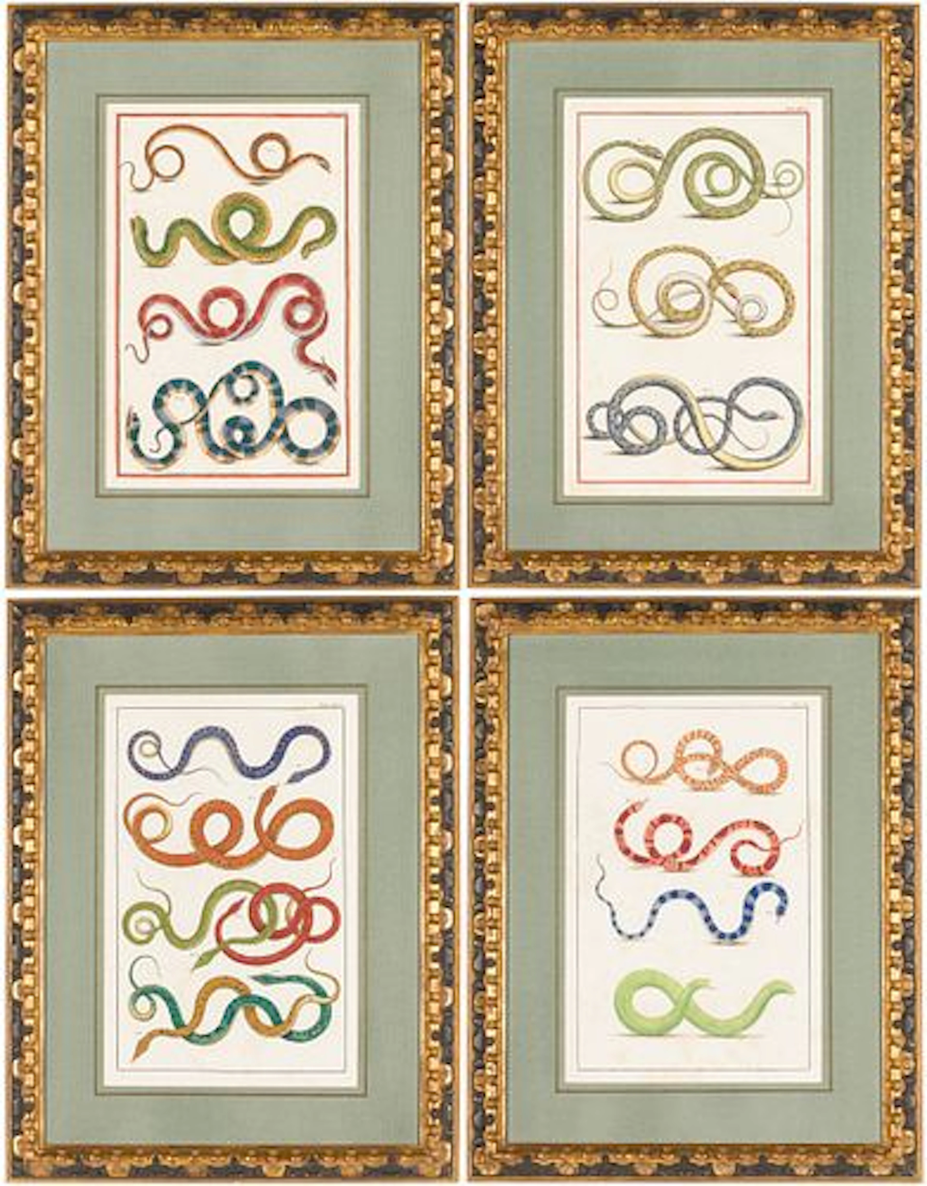 Albertus Seba (1665-1736), Two Engravings of Snakes