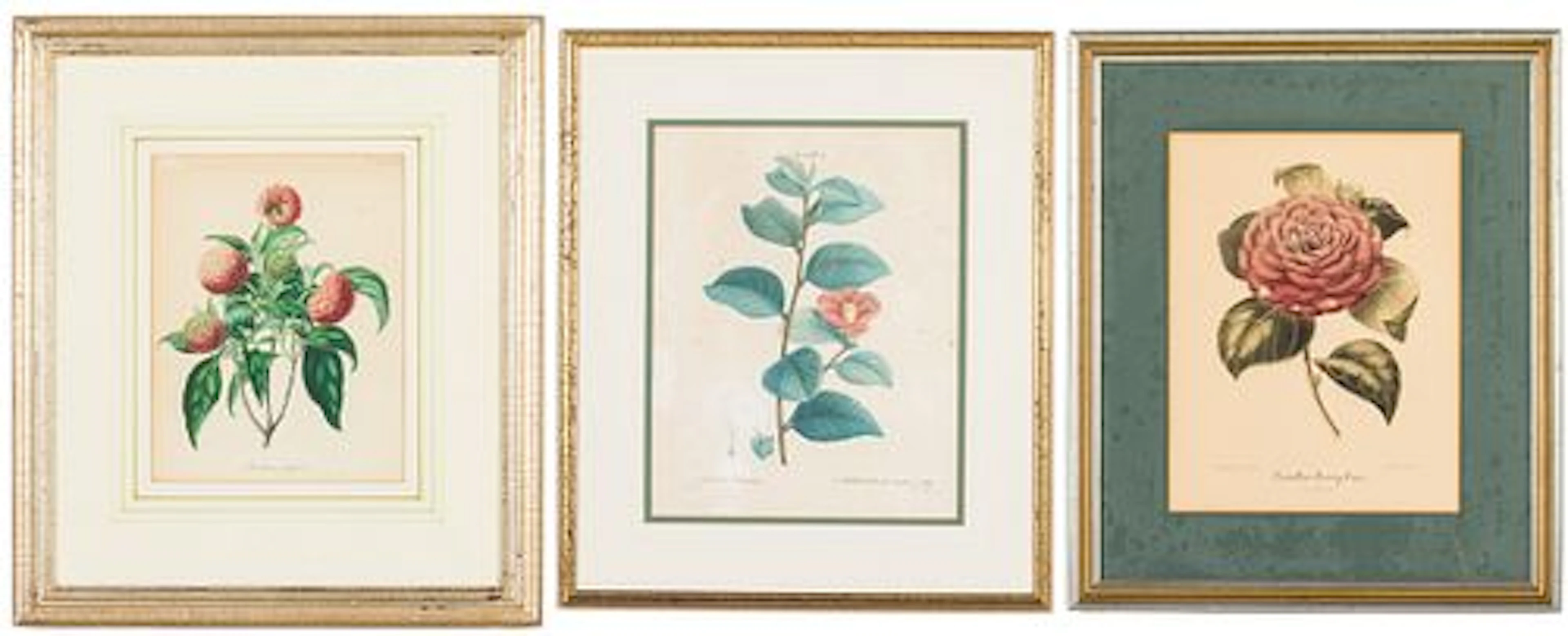 Three Botanical Prints