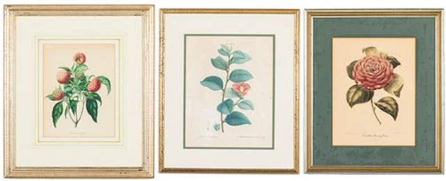 Three Botanical Prints