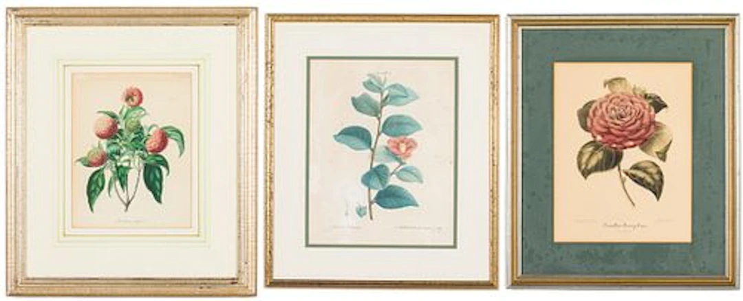 Three Botanical Prints