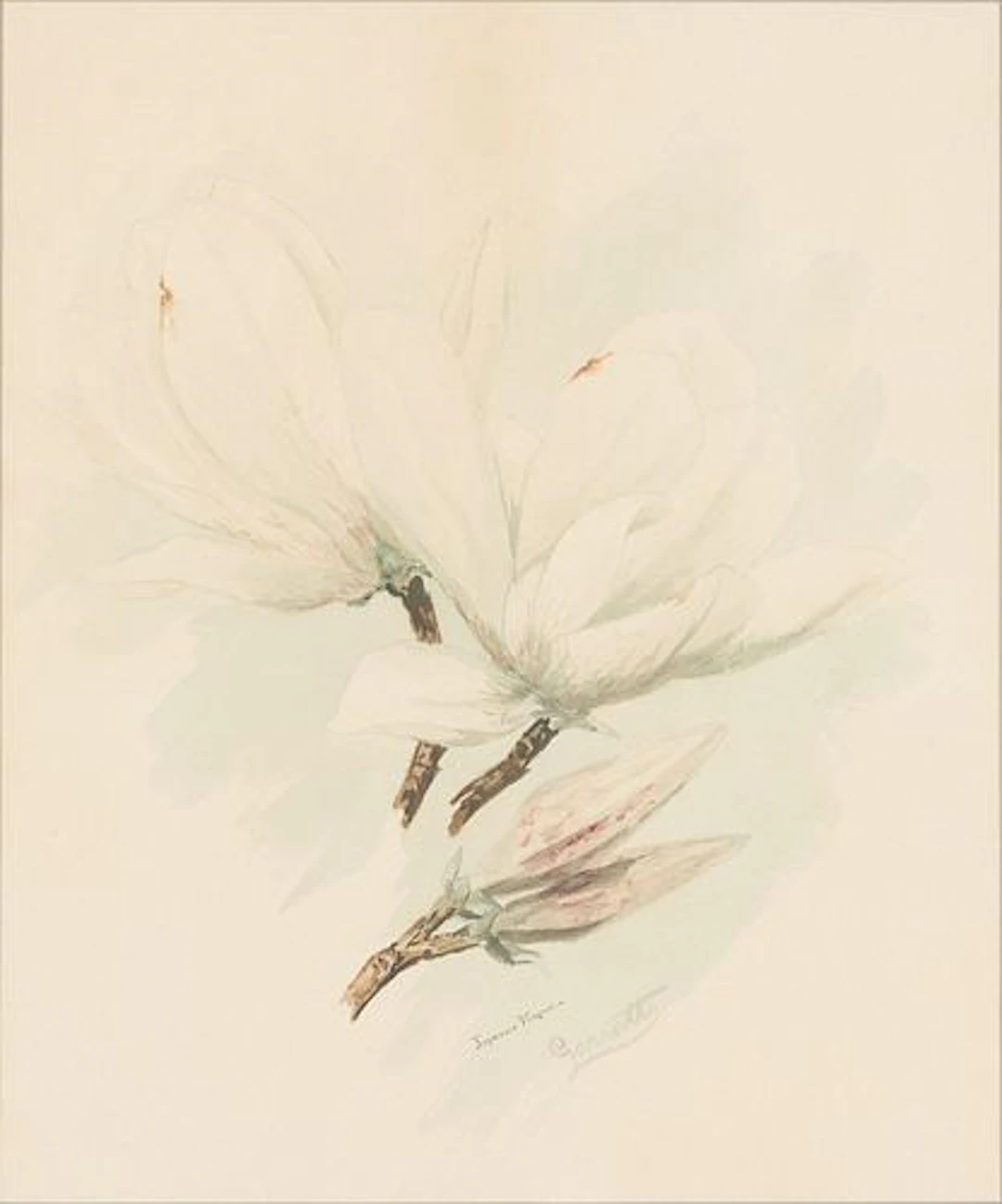 Garratt, Japanese Magnolia, Watercolor