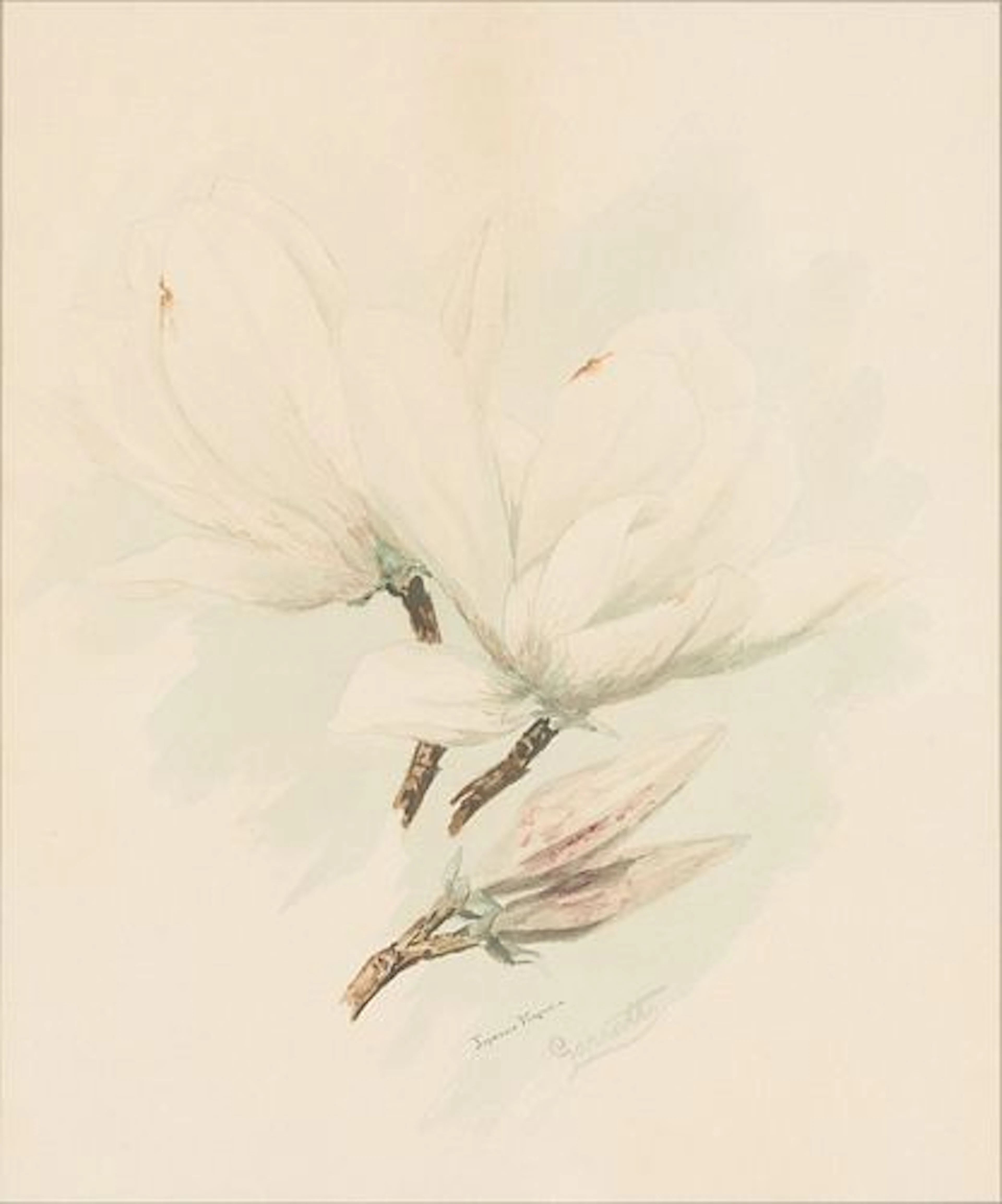 Garratt, Japanese Magnolia, Watercolor