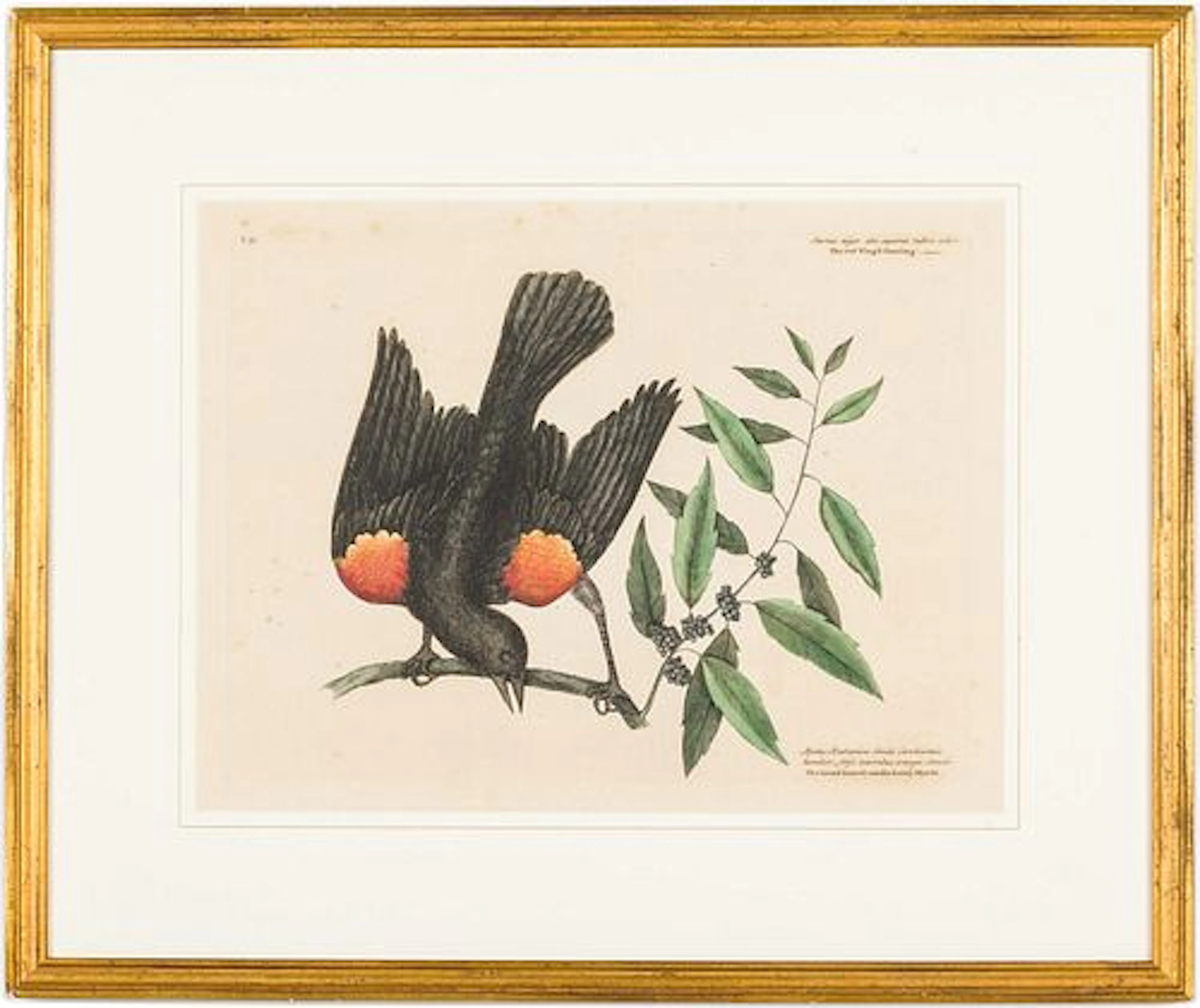 Mark Catesby (English 1683-1749) Red Winged Starling