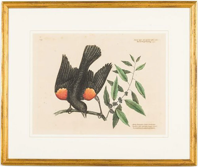 Mark Catesby (English 1683-1749) Red Winged Starling
