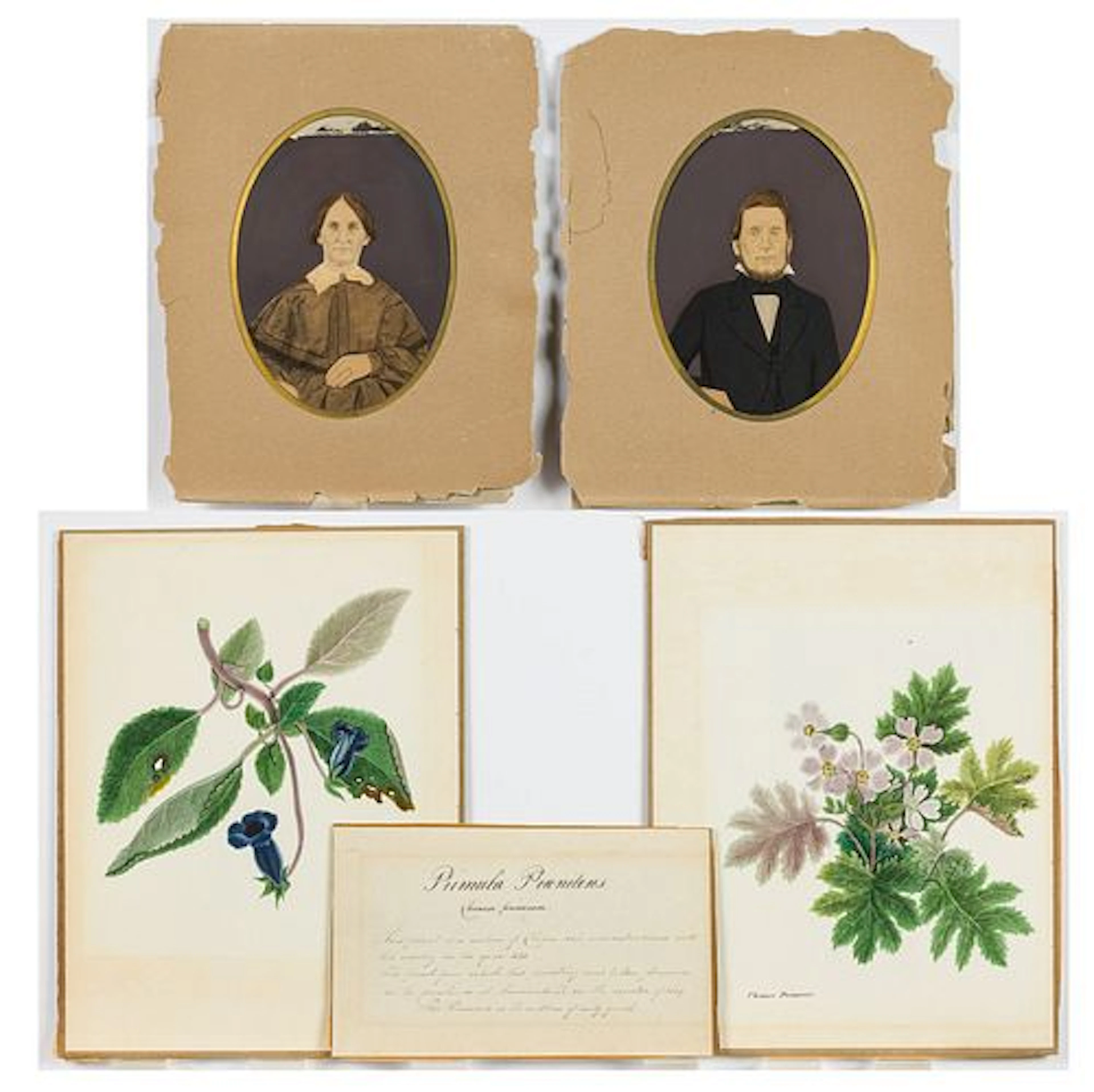 Two 19th C Botanical Watercolors and 2 Photographs
