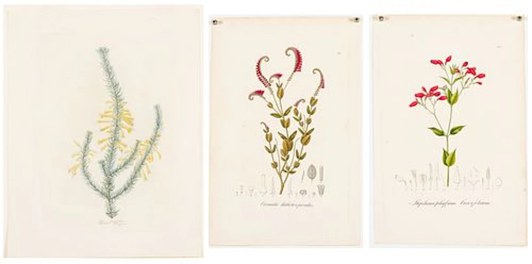 Two Hand-Colored Botanical Engravings & a Watercolor
