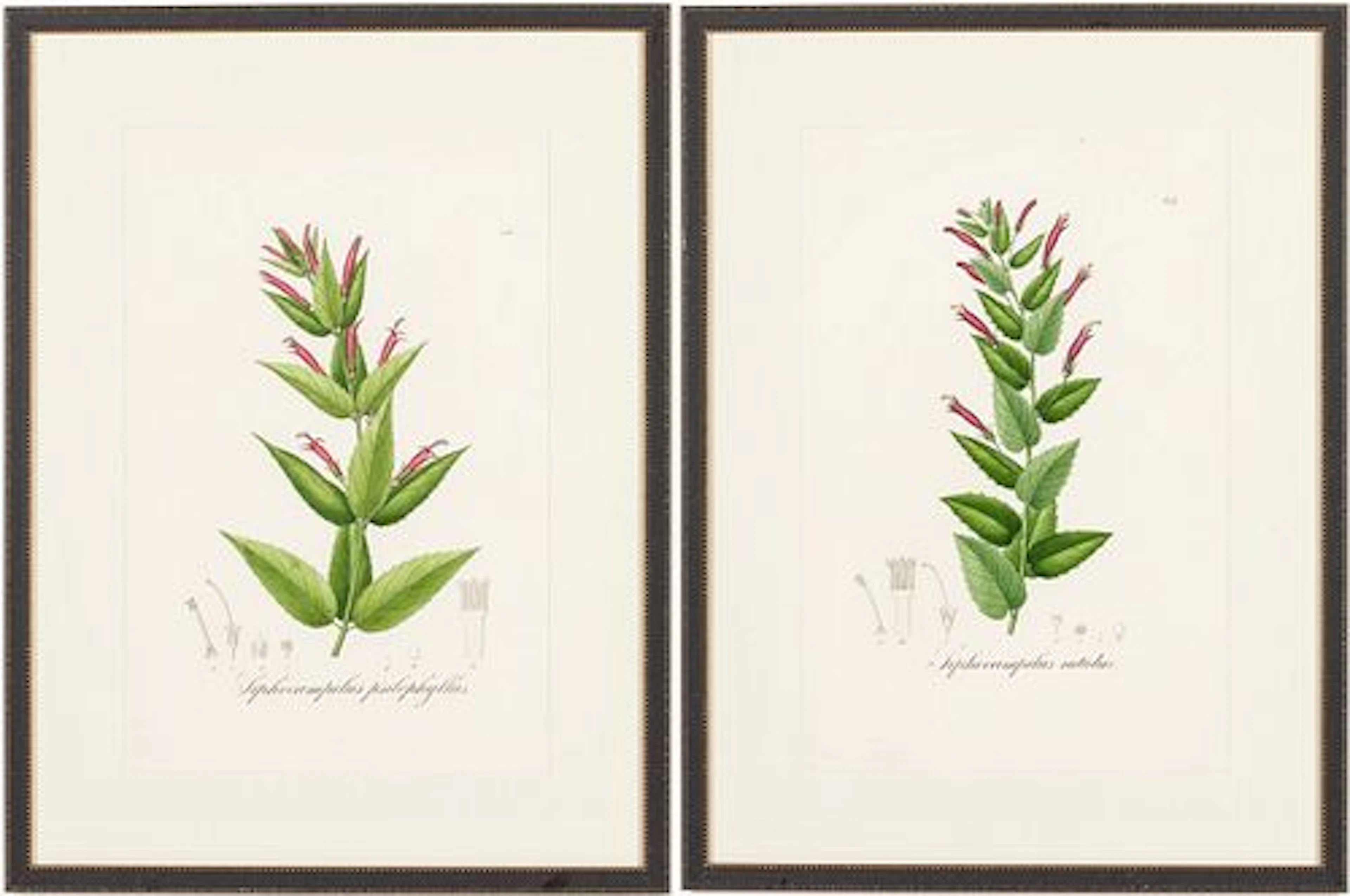 Two Hand-Colored Botanical Engravings