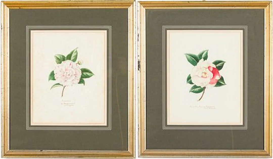 Elsie L. Sheffield, Two Watercolors of Camellias
