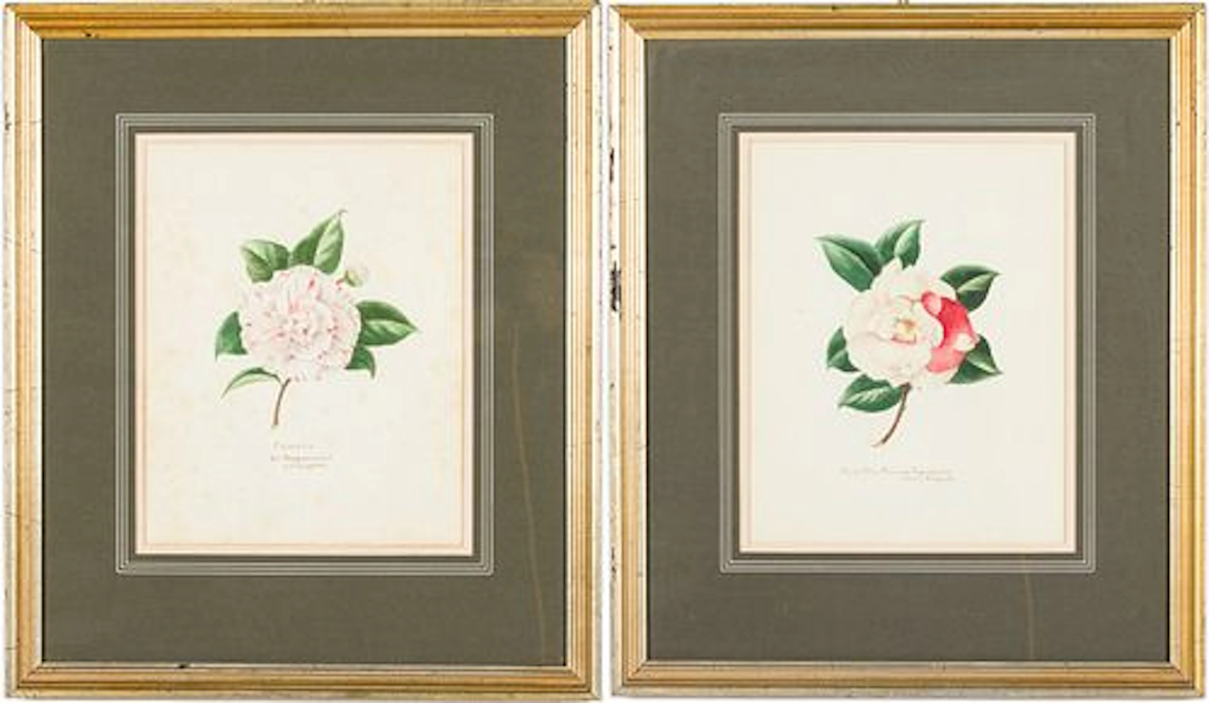 Elsie L. Sheffield, Two Watercolors of Camellias