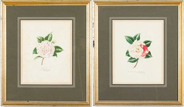 Elsie L. Sheffield, Two Watercolors of Camellias