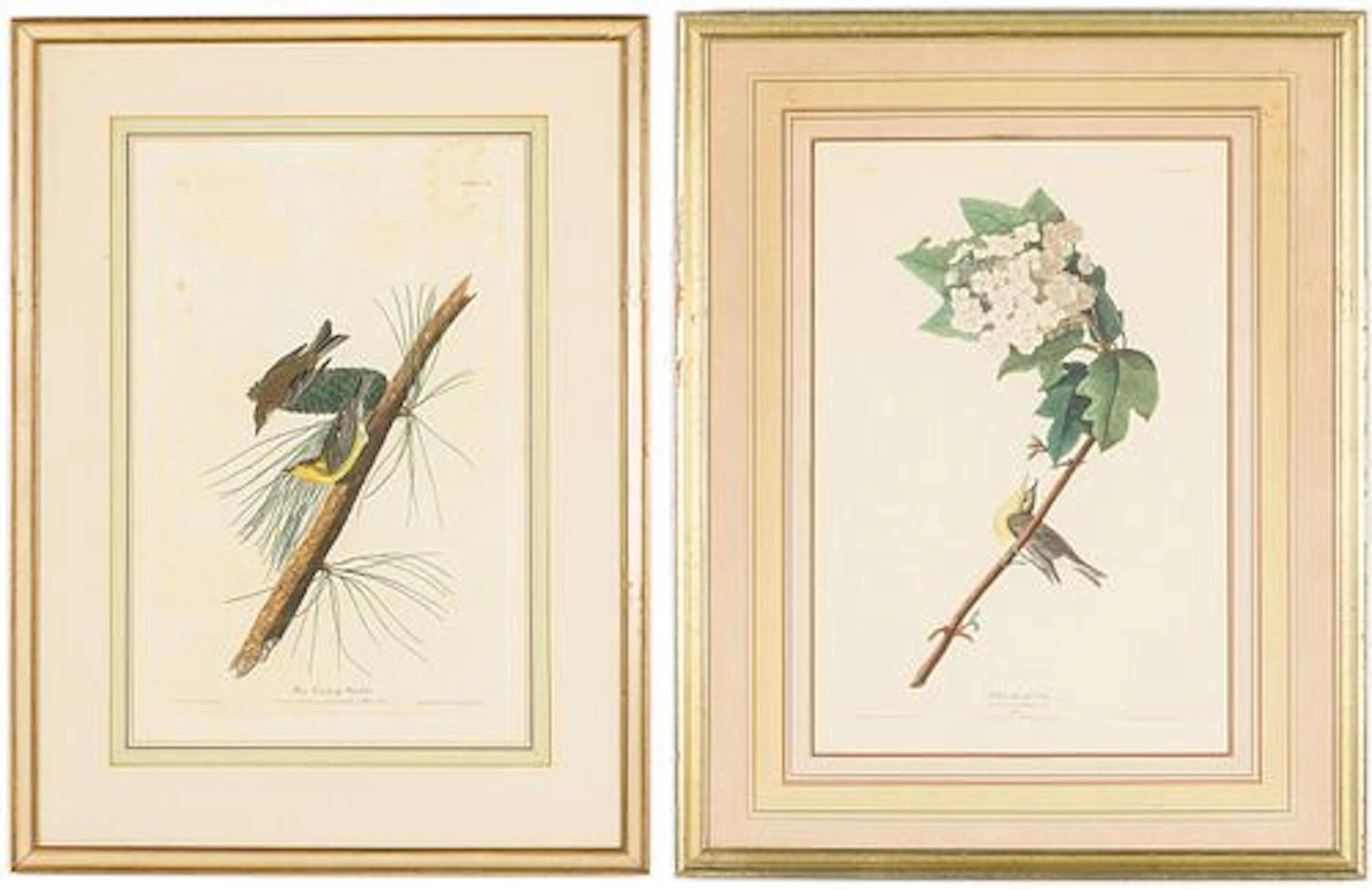 John James Audubon (1785-1851) Pine Creeping Warbler