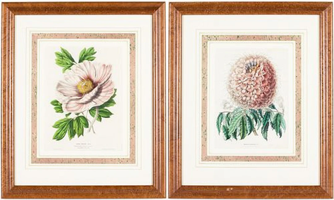 Two Botanical Lithographs