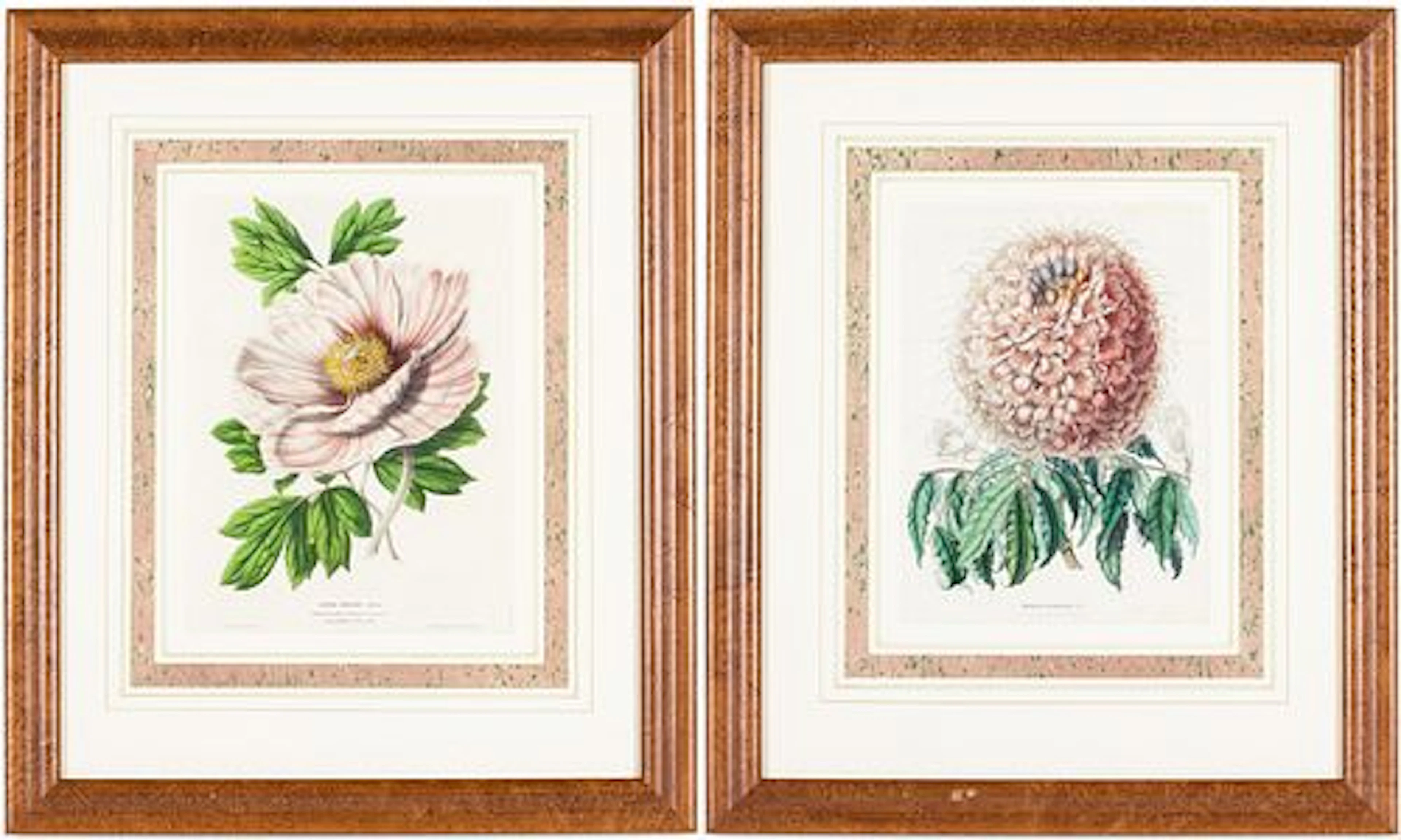 Two Botanical Lithographs