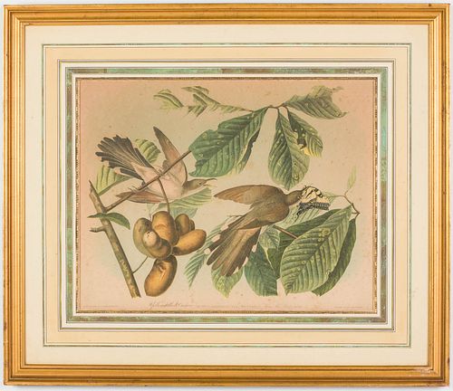 J J Audubon,Yellow-Billed Cuckoo Bien Edition, 1859