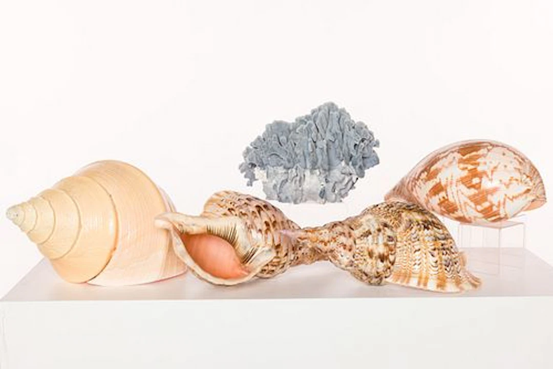 4 Large Shells and Blue Coral