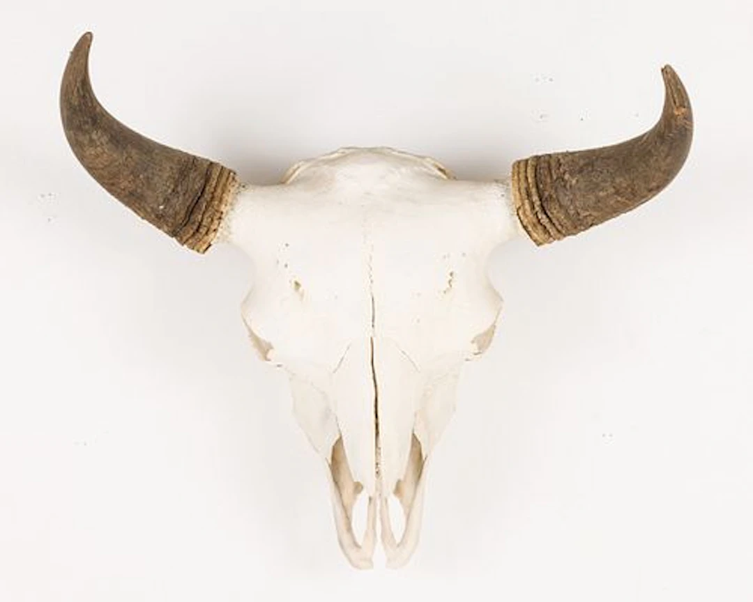 Bison Skull