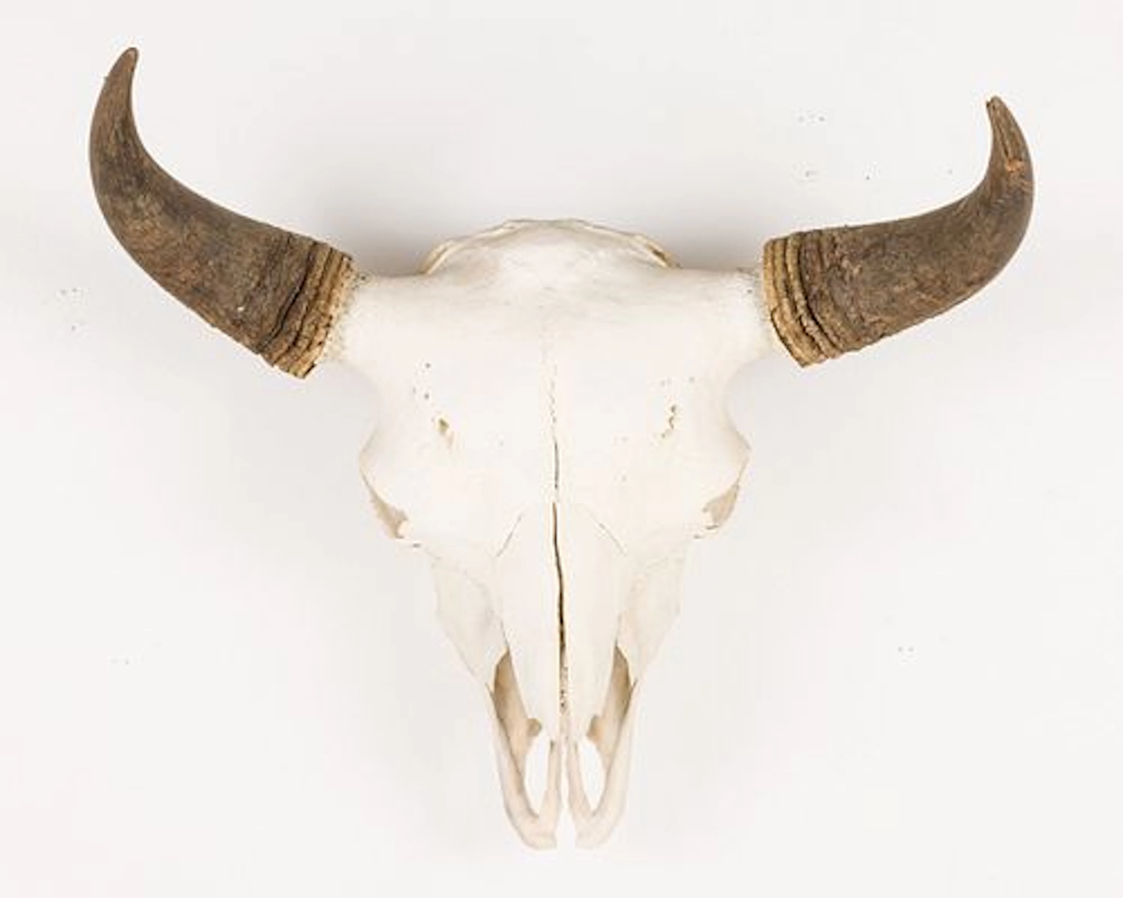 Bison Skull