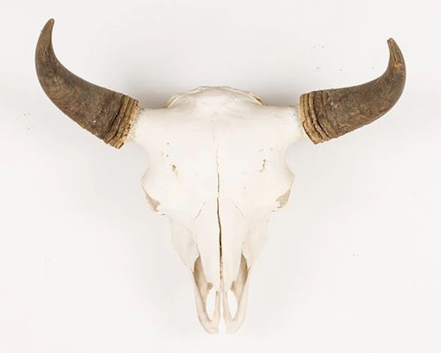 Bison Skull