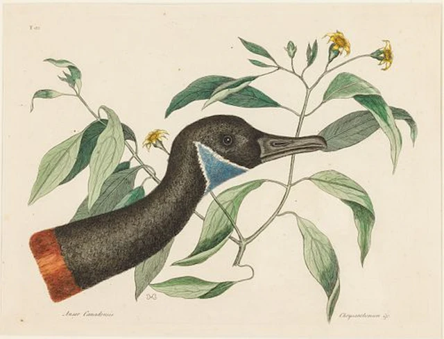 Mark Catesby (English, 1683-1749), Canadian Goose