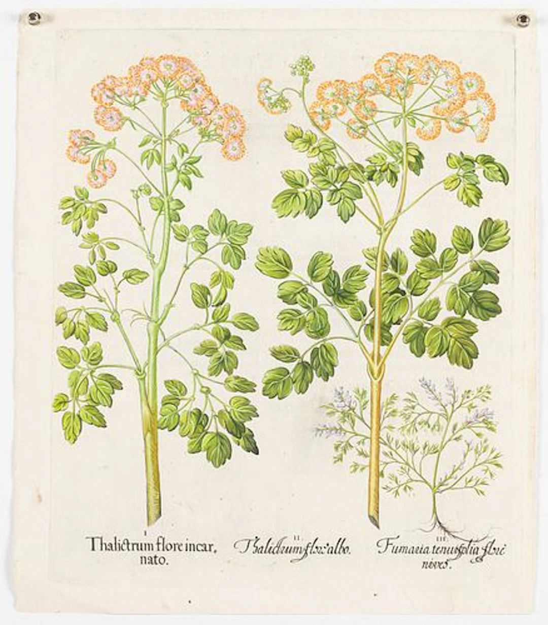Basilius Besler, Thalictrum Flore Incarnato, 17th C