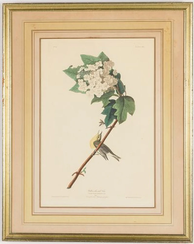 John James Audubon (1785-1851) Yellow Throated Vireo