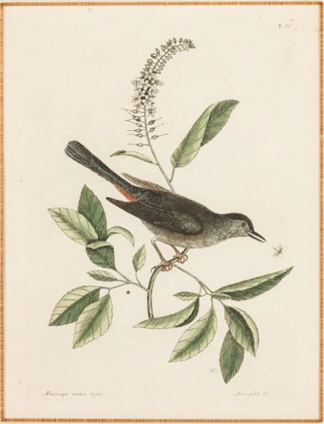 Mark Catesby (1683-1749), Cat Bird, 1st edition