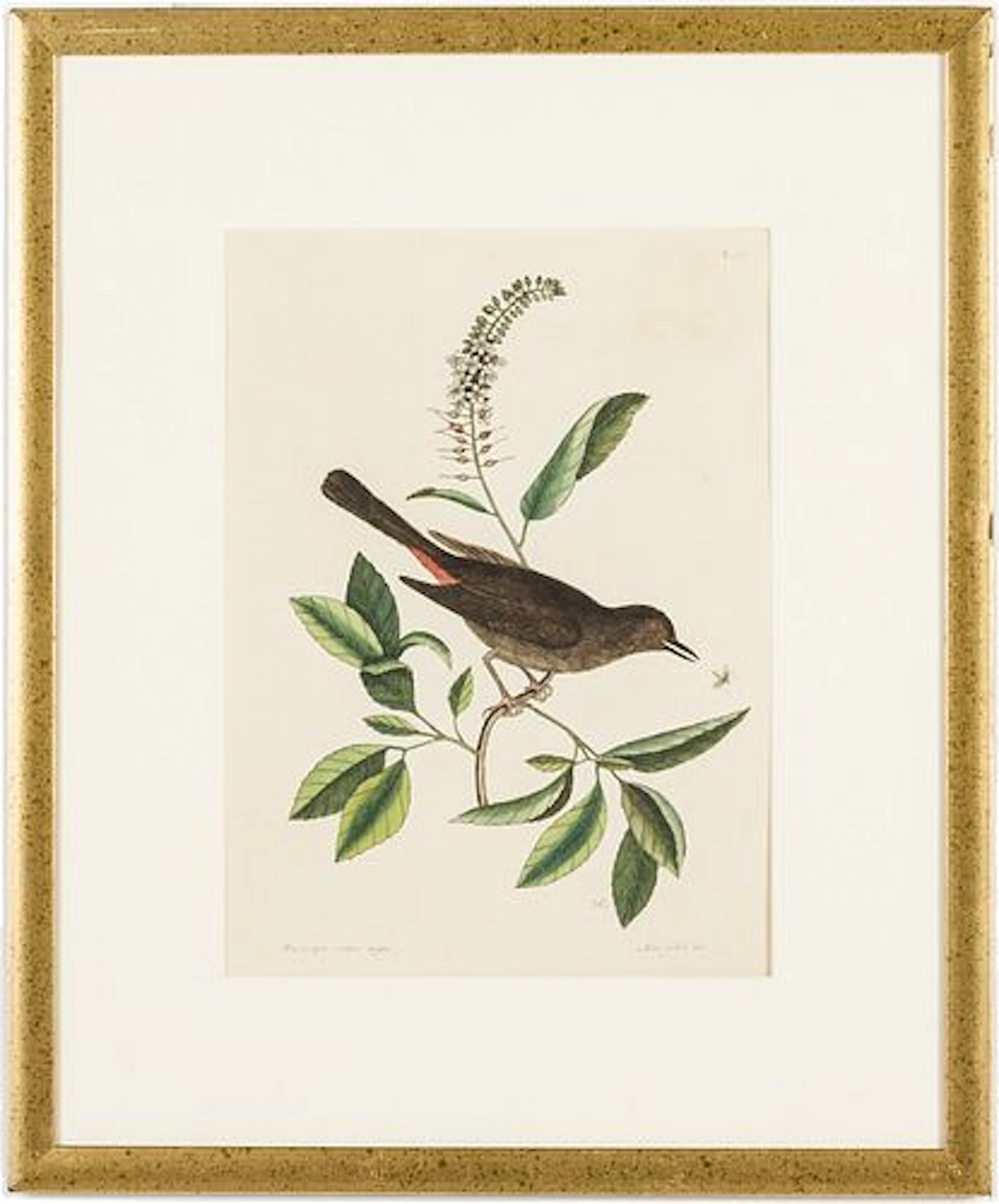 Mark Catesby (1683-1749), Cat Bird, 3rd Edition