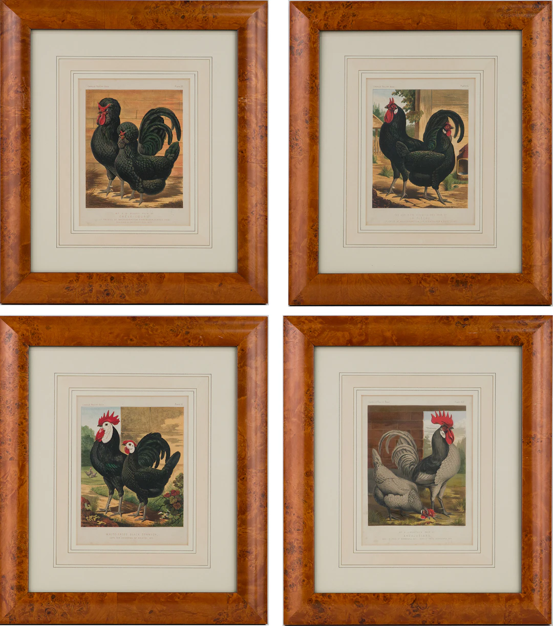 J.W. Ludlow, Four Chicken, Prints