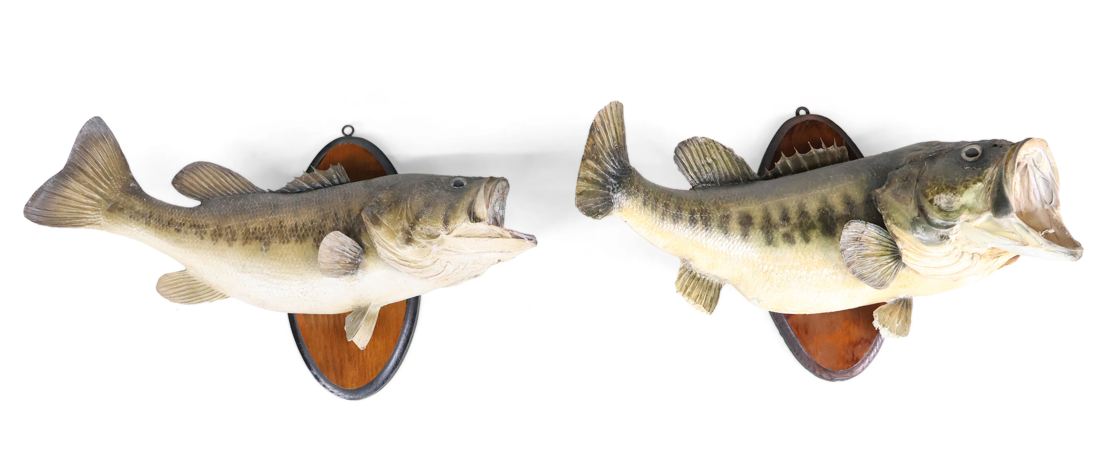 Two Taxidermy Mounts of Largemouth Bass
