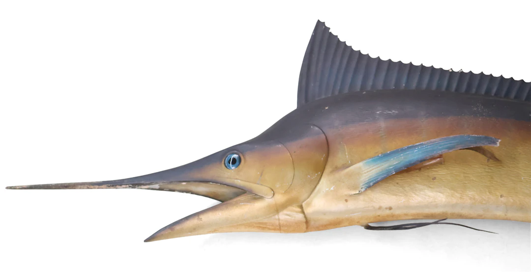 Large Marlin Fish Mount