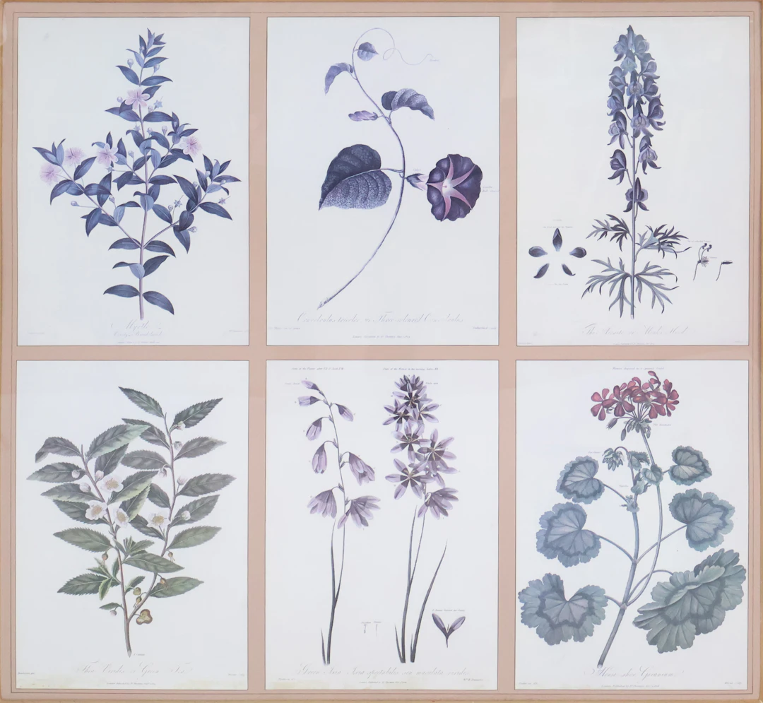 Group of Botanical, Prints