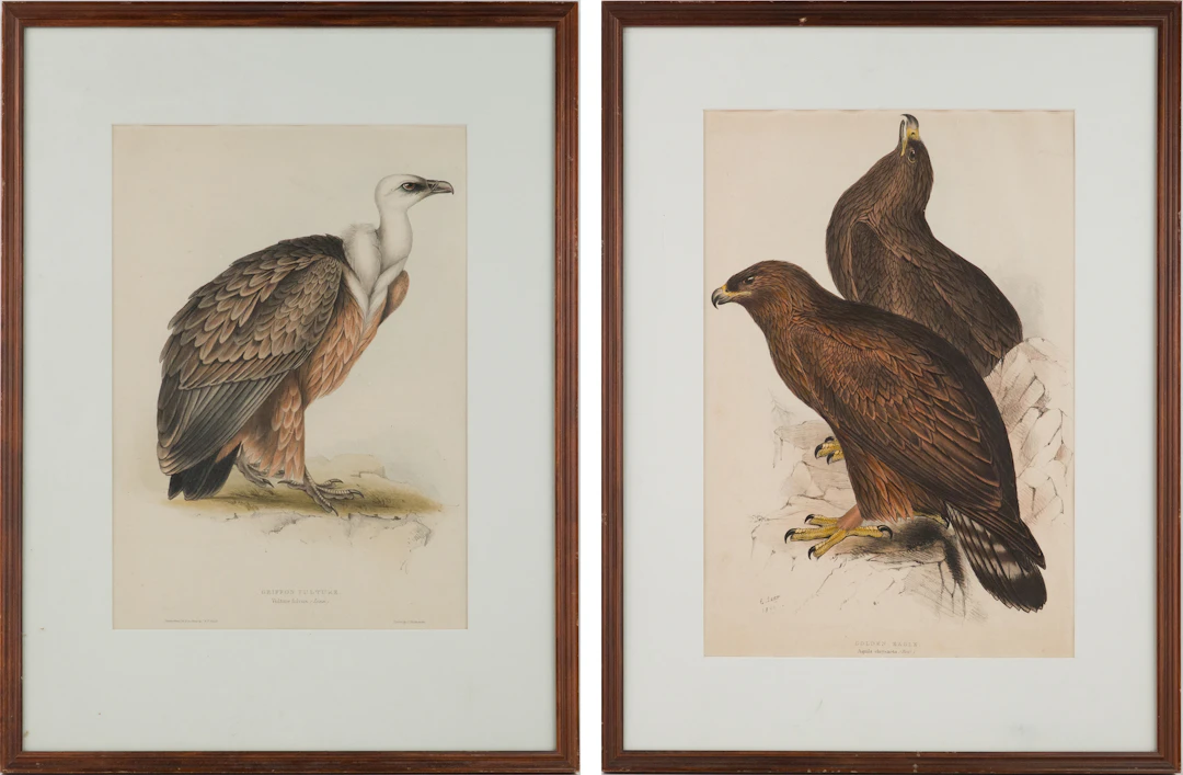 John Gould, British 1804-1881, Golden Eagle and Griffon Vulture, Engraving