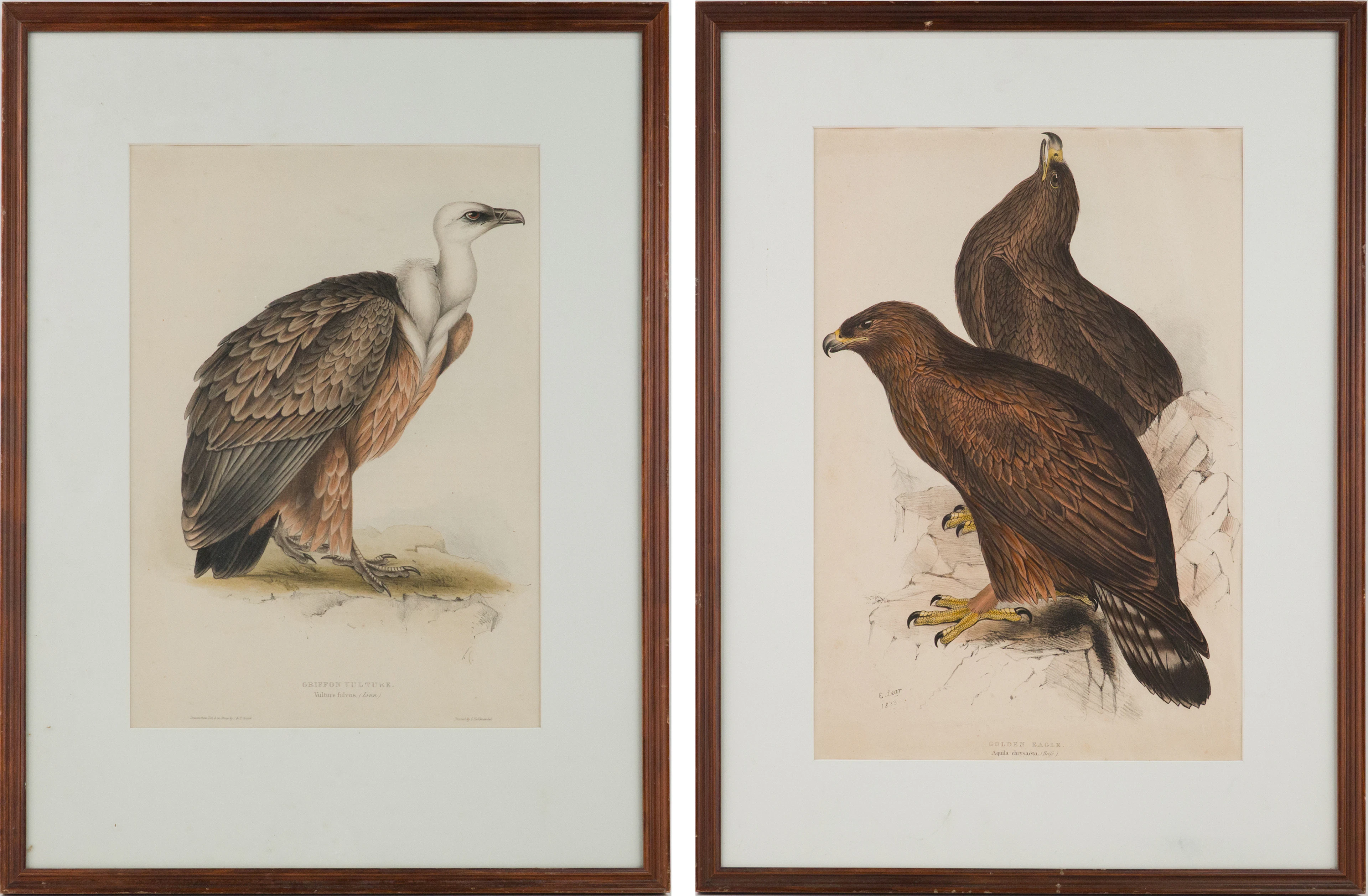John Gould, British 1804-1881, Golden Eagle and Griffon Vulture, Engraving