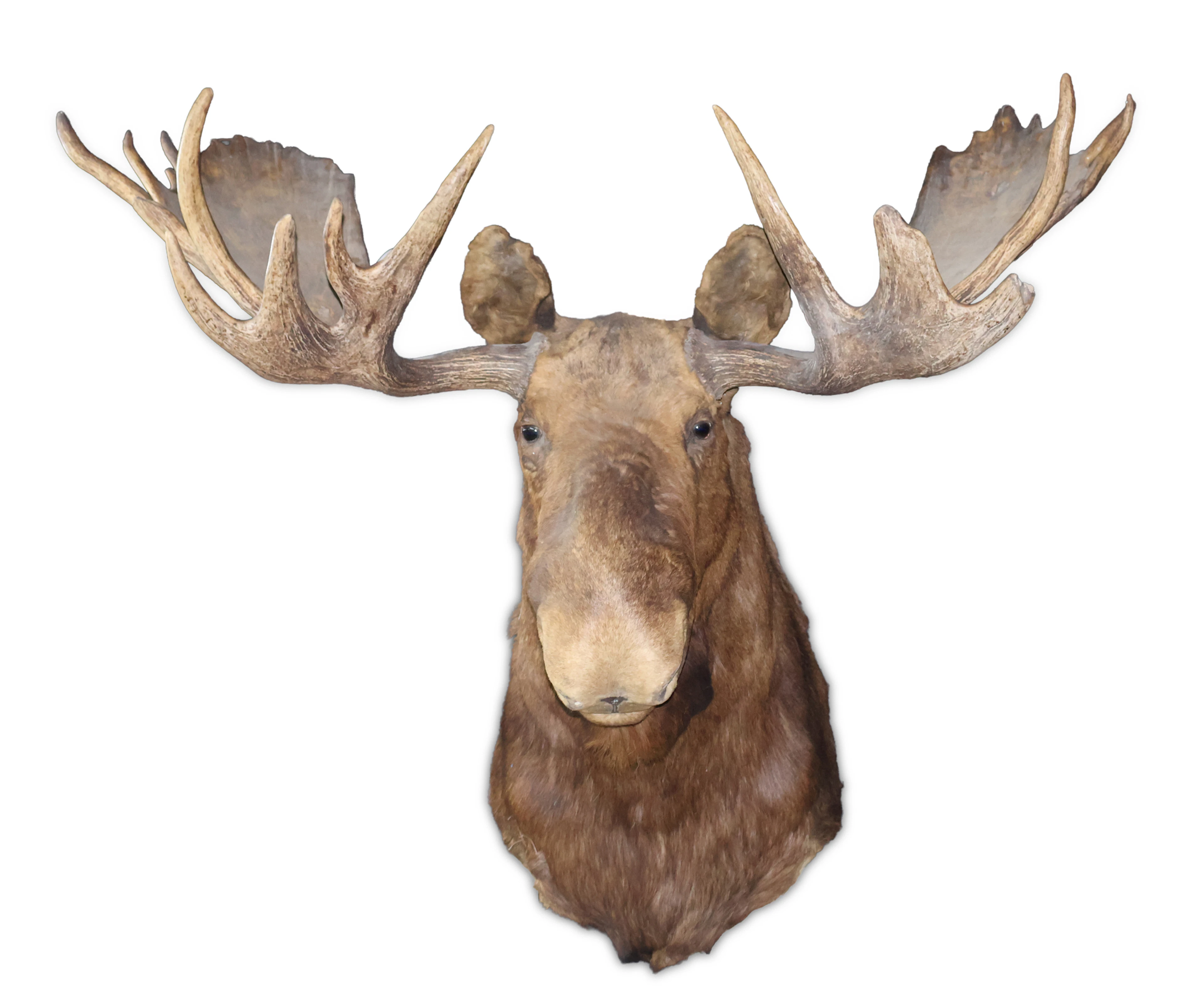 Taxidermy Moose Mount