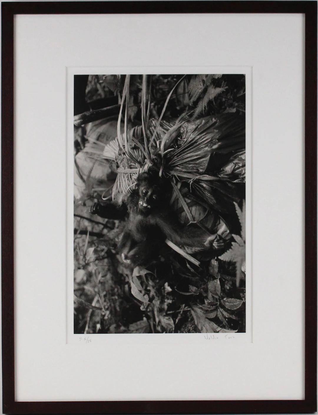 Valdir Cruz, Brazilian 1954-, Monkey Study near Irokai-Teri, Venezuela