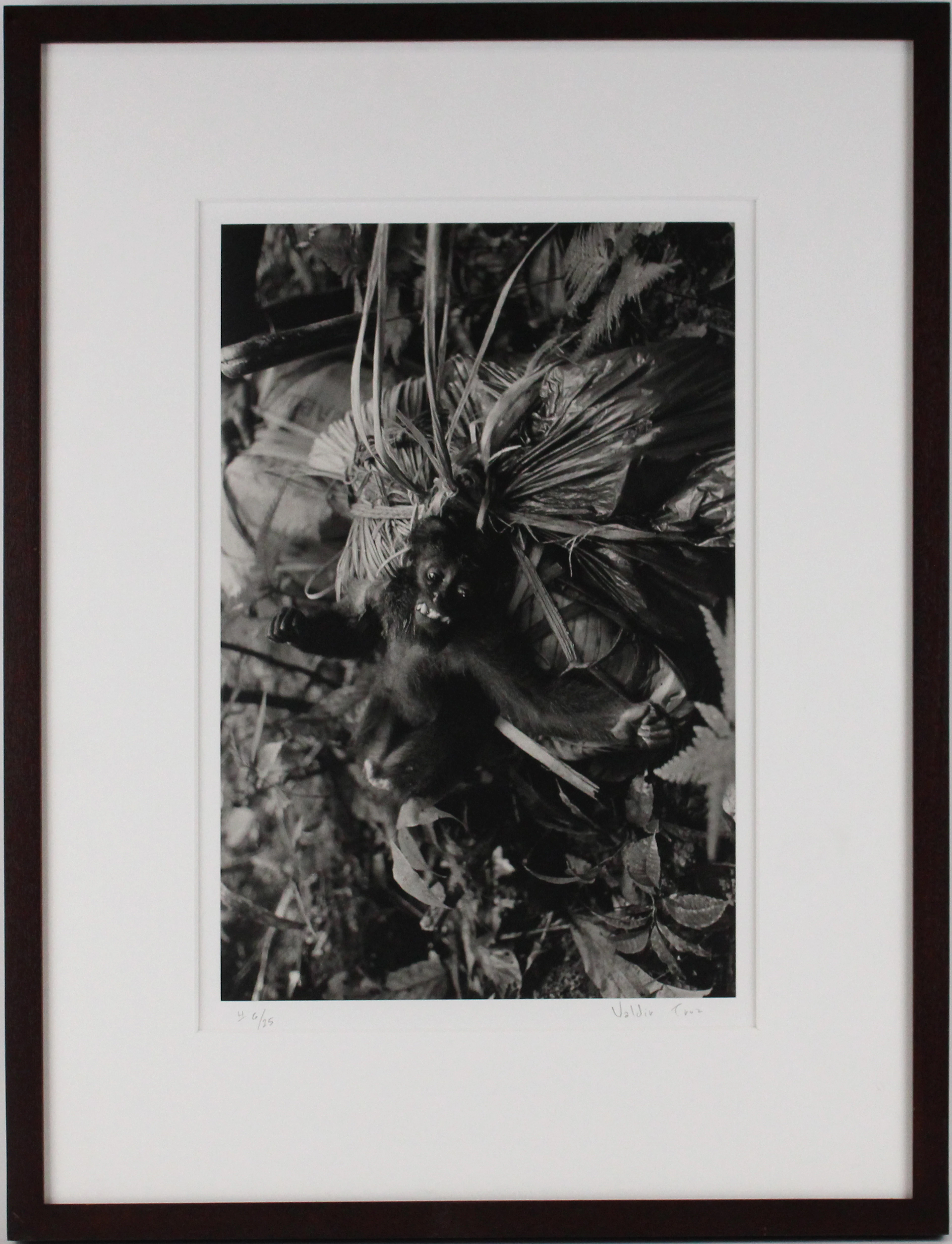 Valdir Cruz, Brazilian 1954-, Monkey Study near Irokai-Teri, Venezuela