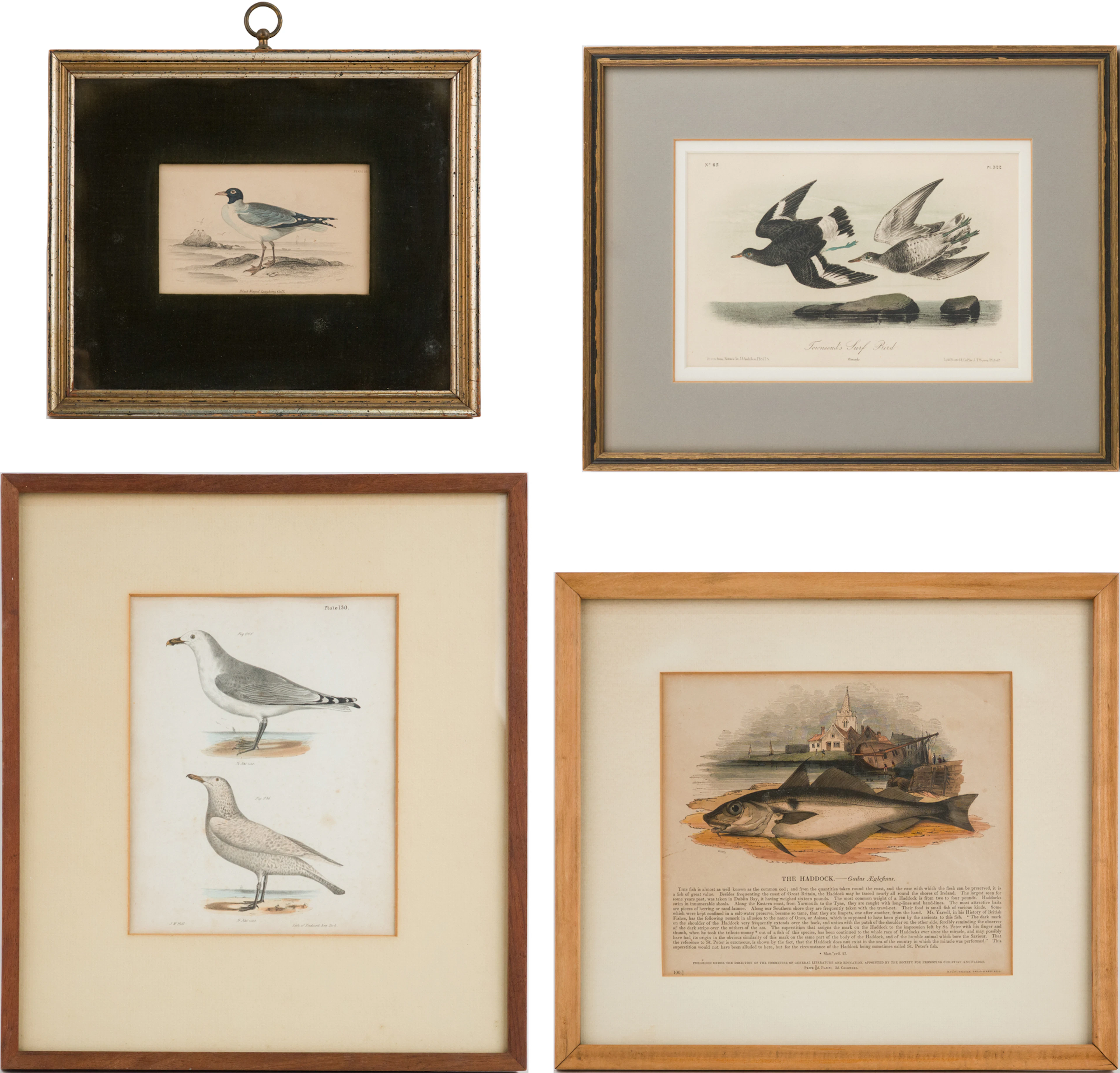 Three Seabird, Lithographs